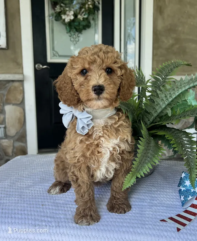 Winnie - Medium – Goldendoodle puppy for sale in Warsaw, NY