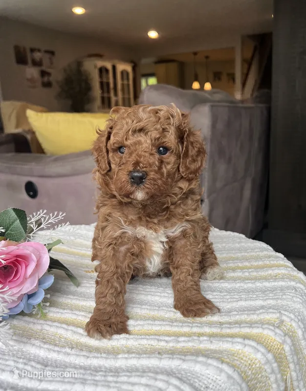 Zack - Mini – Miniature Goldendoodle puppy for sale in Warsaw, NY