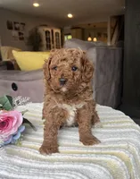 Zack - Mini, a female Miniature Goldendoodle for sale in Warsaw, NY – 1 of 4