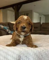 Harley - Medium, a female Goldendoodle for sale in Warsaw, NY – Photo 1 of 3