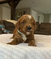 Harley - Medium, a female Goldendoodle for sale in Warsaw, NY – Photo 3 of 3
