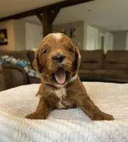 Harley - Medium, a female Goldendoodle for sale in Warsaw, NY – Photo 2 of 3