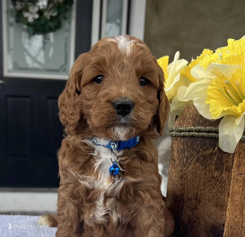 Harley - Medium – Goldendoodle puppy for sale in Warsaw, NY