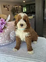 Grant - Mini, a male Miniature Goldendoodle for sale in Warsaw, NY – 3 of 4