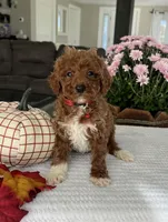 Archer - Mini, a male Miniature Goldendoodle for sale in Warsaw, NY – 3 of 4