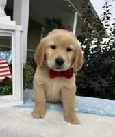 Max, a male Golden Retriever for sale in Warsaw, NY – 3 of 3