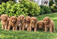 Sully - Mini, a male Miniature Goldendoodle for sale in Warsaw, NY – 3 of 4