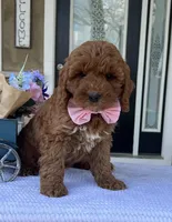 Haisley - Medium, a female Goldendoodle for sale in Warsaw, NY – Photo 3 of 4