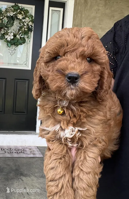 Haisley - Medium – Goldendoodle puppy for sale in Warsaw, NY