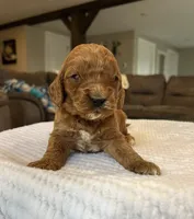 Haisley - Medium, a female Goldendoodle for sale in Warsaw, NY – Photo 2 of 3