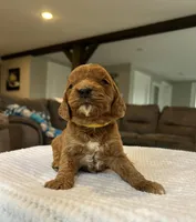 Haisley - Medium, a female Goldendoodle for sale in Warsaw, NY – Photo 3 of 3