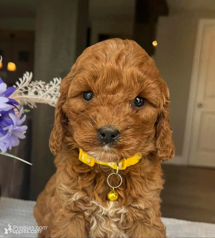 Haisley - Medium – Goldendoodle puppy for sale in Warsaw, NY