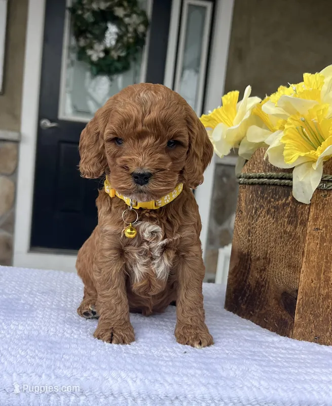 Haisley - Medium – Goldendoodle puppy for sale in Warsaw, NY