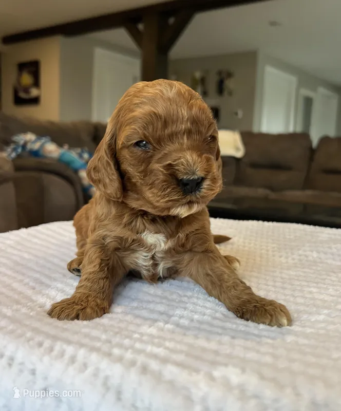 Haisley - Medium – Goldendoodle puppy for sale in Warsaw, NY