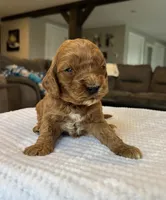 Haisley - Medium, a female Goldendoodle for sale in Warsaw, NY – Photo 1 of 3