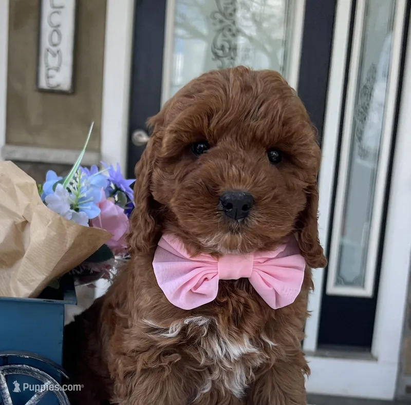Haisley - Medium – Goldendoodle puppy for sale in Warsaw, NY