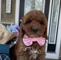 Haisley - Medium, a female Goldendoodle for sale in Warsaw, NY – Photo 2 of 4