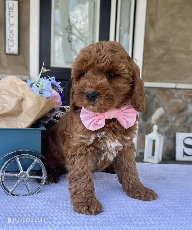 Haisley - Medium – Goldendoodle puppy for sale in Warsaw, NY