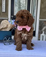 Haisley - Medium, a female Goldendoodle for sale in Warsaw, NY – Photo 4 of 4