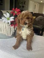 Ripley - Mini, a male Miniature Goldendoodle for sale in Warsaw, NY – 3 of 5