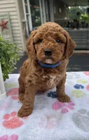 Henry - Mini, a male Miniature Goldendoodle for sale in Warsaw, NY – 2 of 4
