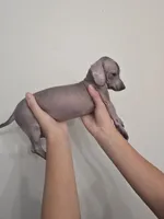 Pig, a female Xoloitzcuintli and Miniature Dachshund for sale in Visalia, CA – 3 of 4
