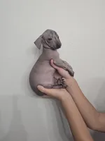 Pig, a female Xoloitzcuintli and Miniature Dachshund for sale in Visalia, CA – 2 of 4
