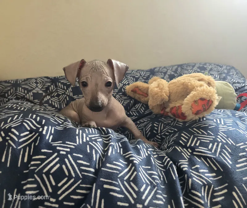 Piglet – Xoloitzcuintli, Miniature Dachshund puppy for sale in Visalia, CA