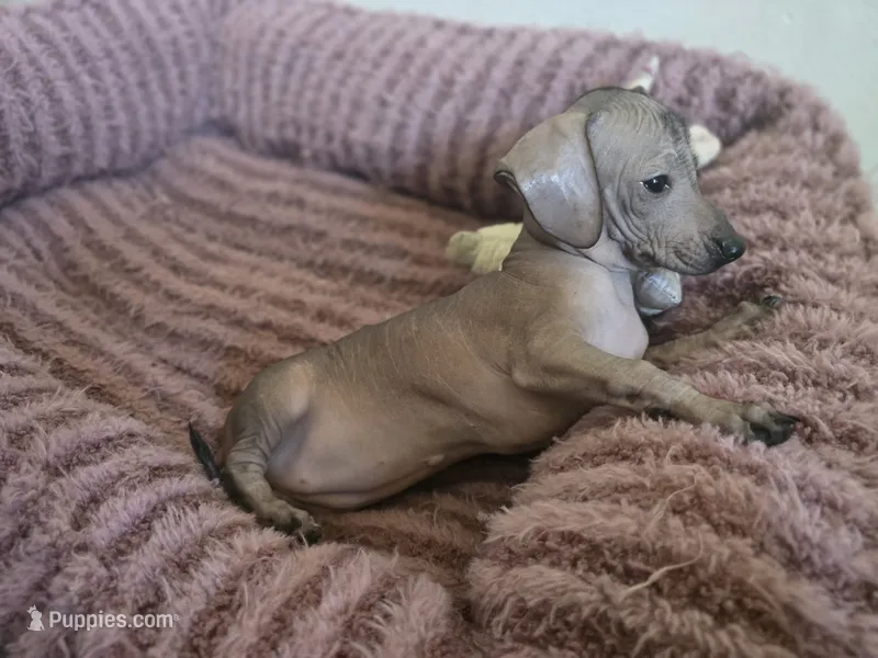 Piglet – Xoloitzcuintli, Miniature Dachshund puppy for sale in Visalia, CA