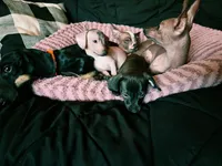 Pig, a female Xoloitzcuintli and Miniature Dachshund for sale in Visalia, CA – 4 of 4