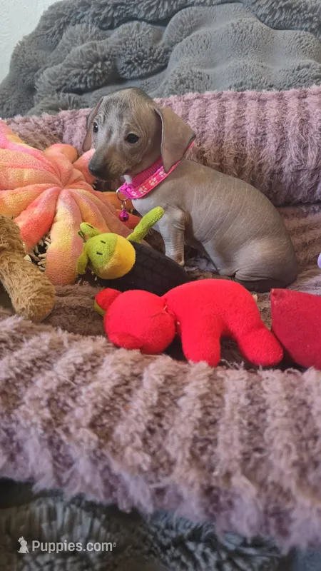 Pig – Xoloitzcuintli, Miniature Dachshund puppy for sale in Visalia, CA