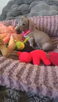 Pig, a female Xoloitzcuintli and Miniature Dachshund for sale in Visalia, CA – 1 of 4