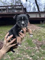Lucy, a female Staffordshire Bull Terrier for sale in Colfax, CA – Photo 1 of 4