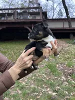 Lucy, a female Staffordshire Bull Terrier for sale in Colfax, CA – Photo 2 of 4