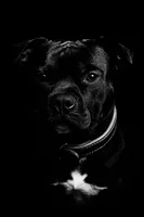 Lucy, a female Staffordshire Bull Terrier for sale in Colfax, CA – Photo 3 of 4