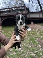 Zoe, a female Staffordshire Bull Terrier for sale in Colfax, CA – Photo 1 of 5