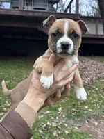 Ruby, a female Staffordshire Bull Terrier for sale in Colfax, CA – Photo 1 of 4
