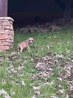 Ruby, a female Staffordshire Bull Terrier for sale in Colfax, CA – Photo 2 of 4