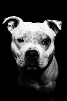 Ruby, a female Staffordshire Bull Terrier for sale in Colfax, CA – Photo 4 of 4