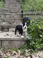 Dottie, a female Staffordshire Bull Terrier for sale in Colfax, CA – Photo 1 of 7