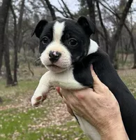Dottie, a female Staffordshire Bull Terrier for sale in Colfax, CA – Photo 2 of 7