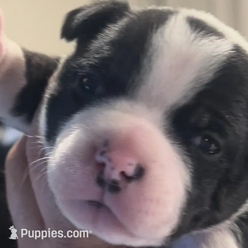 Dottie, a female Staffordshire Bull Terrier for sale in Colfax, CA – Photo 3 of 7
