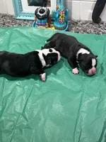 Dottie, a female Staffordshire Bull Terrier for sale in Colfax, CA – Photo 4 of 7