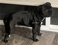 Dottie, a female Staffordshire Bull Terrier for sale in Colfax, CA – Photo 5 of 7