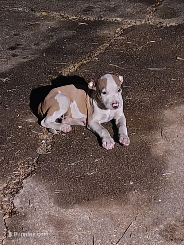 Puppy Num 2 – American Staffordshire Terrier puppy for sale in Atmore, AL