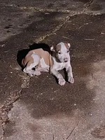 Puppy Num 2, a male American Staffordshire Terrier for sale in Atmore, AL – 1 of 1