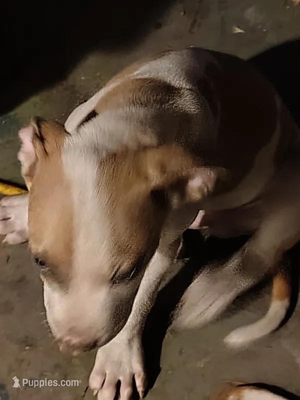 Puppy Num 3 – American Staffordshire Terrier puppy for sale in Atmore, AL