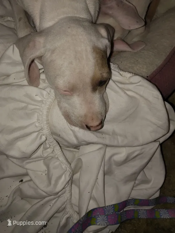 Puppy Num 1 – American Staffordshire Terrier puppy for sale in Atmore, AL
