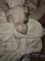 Puppy Num 1, a female American Staffordshire Terrier for sale in Atmore, AL – 1 of 1