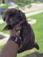 Hershey Bear, a male Shih Tzu for sale in Fort Worth, TX – 4 of 5